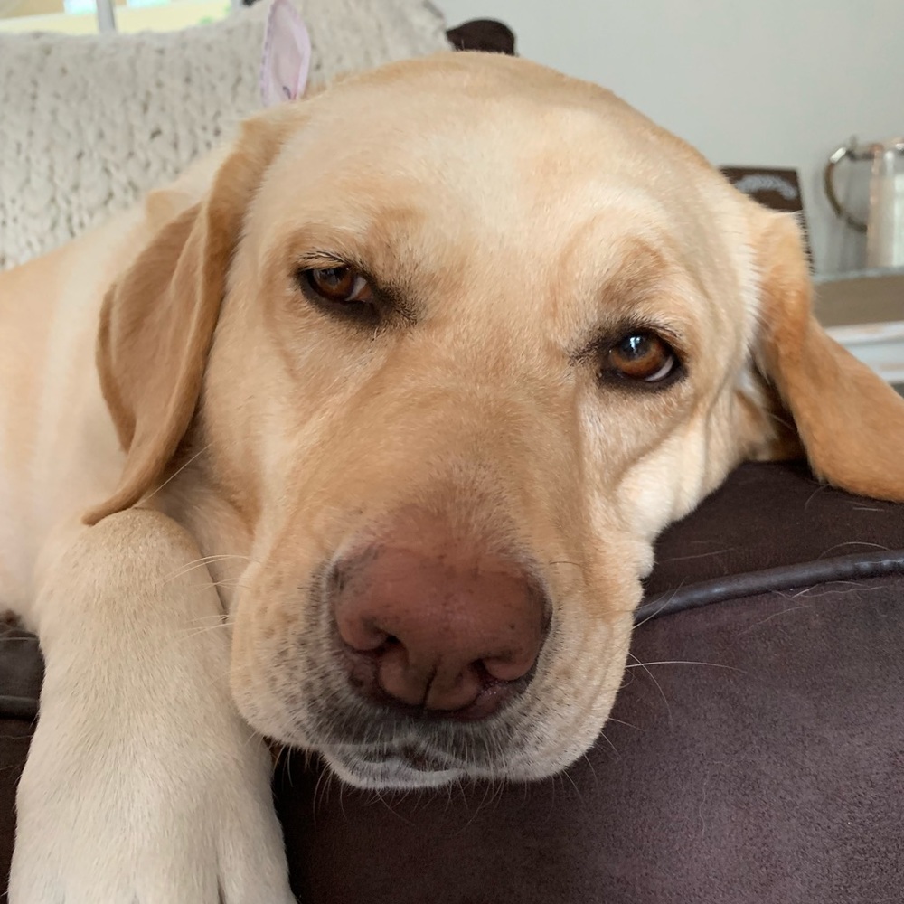 Meet your Posher, Morgan